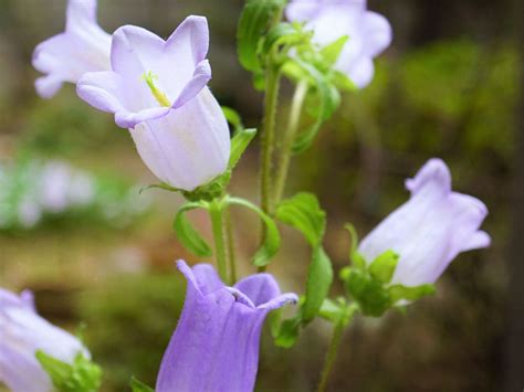 風鈴草 花語|フウリンソウ（風鈴草）の花言葉 